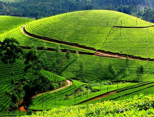 Nuwara Eliya - Palmstone Retreat Excursions