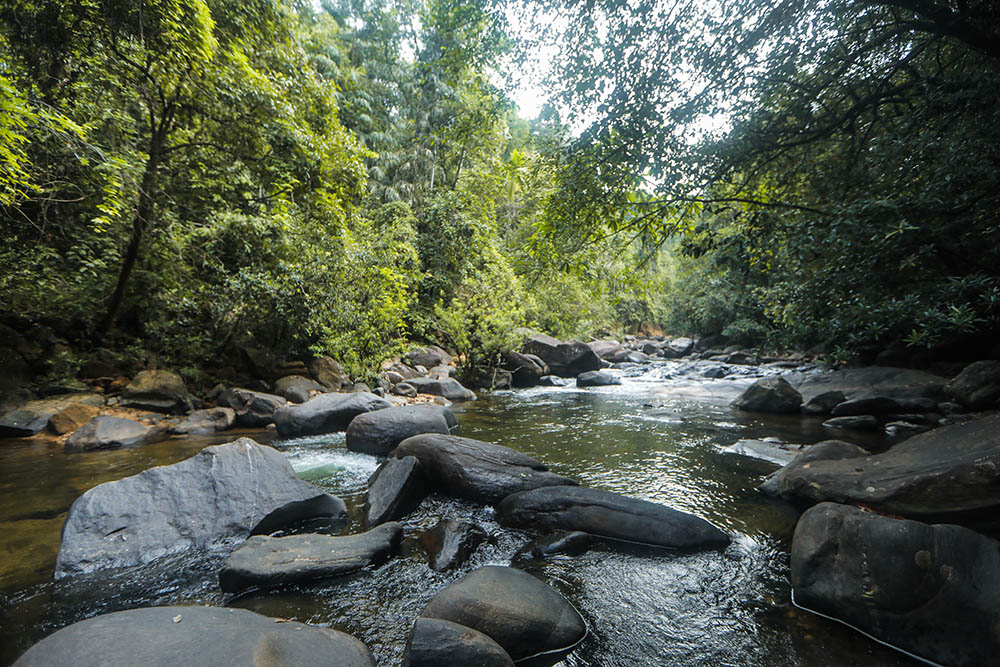 rooms in rain forest kitulgala